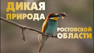 Природа Ростовской области. Животные, птицы, пейзажи.