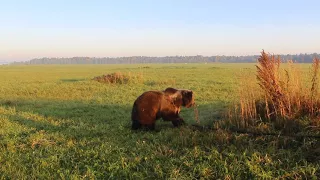 Мансур - догоняй!