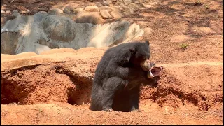 Bear fight | അടി പൊരിഞ്ഞ അടി । Fight in Trivandrum zoo | Kerala tourist places @vns-techtraveleat