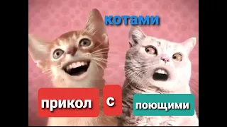 прикол с поющими котам