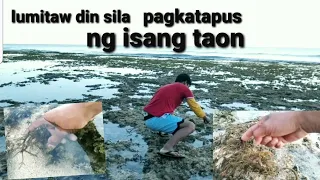 harvesting special seaweeds,kulot.once a year lng tutubo.