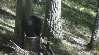 Idaho Bear Hunting 2022 - Two Bear Success!