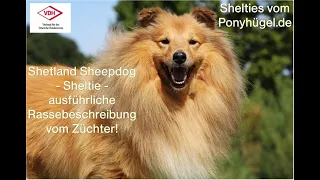 Shetland Sheepdog-Sheltie ausführliche Rassebeschreibung vom Züchter!