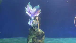 美人魚 遠雄海洋公園