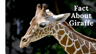 African Animals | Giraffes grazing | Amazing African Wildlife Footage on Serengeti plains: