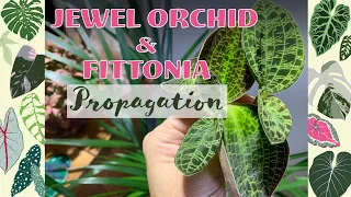 How to Propagate a Jewel Orchid & Fittonia 💚🌱