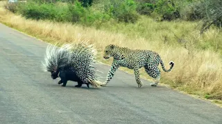 The ultimate porcupine slayer – Porcy the Leopard