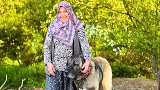 AN OLD SHEPHERD IN THE DESERT MOUNTAINS SHEPHERD ~ DOCUMENTARY 4K