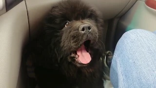 Newfoundland puppy on the way to a new home