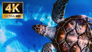 Подводный мир 4К | Яркие рыбы | Музыка для души | Underwater wonders | Aquarium 4K | Music therapy