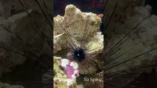 Diadema setosum a long-spined sea urchin is only slightly venomous, Still looks damn ouchy!