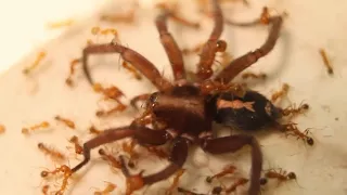 Fire Ants Vs  Giant Wolf Spider!