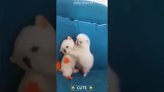 Cute puppies🐶 Daily Dose of Cute🤩Cute puppy🐶Funny Pets #shorts