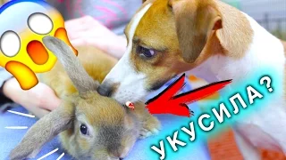 СОБАКА ПЕРВЫЙ РАЗ НЮХАЕТ КРОЛИКА РЕАКЦИЯ СОБАКИ И КРОЛИК | Elli Di Pets