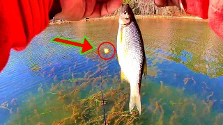 BUSTING A FISHING MYTH!!! Live Bait Fishing Tips, Technique and Setup!