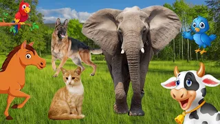 Farm Animals : dog, cat, chicken, pig, cow, horse - live animal sounds |