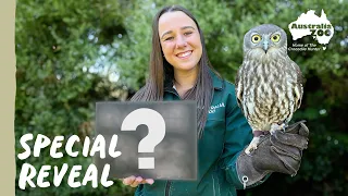 Woo-Hoot! We find out the gender of our baby barking owl | Australia Zoo Life