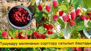 Гигант малиналарын 100%кепилдик менен алып,туура тандоо кыласыз.