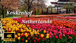 KEUKENHOF GARDEN NETHERLANDS | VISIT KEUKENHOF 4KUHD | TULIPS GARDEN HOLLAND