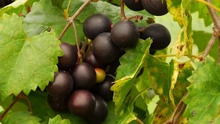 Arkansas Muscadine Production