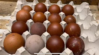 Experimenting: Hatching Black Copper Maran Eggs// Lower Humidity