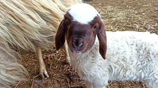 Koyun doğumu ve Doğurmak İsteyen Koyunun Belirtileri