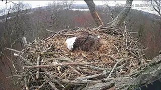 That intruder dubbed Little Dude. He needs to go away. Hanover,Pa Eagles under stress.