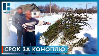 Более 1,5 кг конопли обнаружили полицейские дома у жителя Тамбовской области