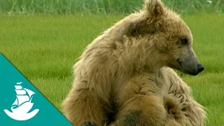 The Land of the Giant Bears - Now in Hight Quality! (Full Documentary)