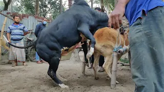 Beautiful bull and beautiful cow meeting successful | Cow Mating part -1
