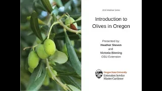 Introduction to Olives in Oregon