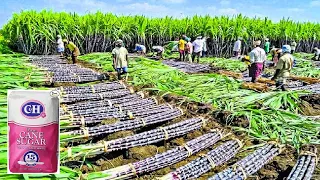 Modern Growing and Harvesting Billions Tons of Sugarcane to make Sugar - Processing Line in Factory