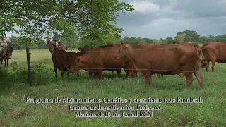 Invitación Programa de Mejoramiento Genético y cruzamiento Raza Rombrah - Campo - El Mundo del Campo