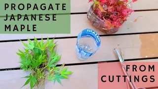 How to propagate Japanese Maples from Cuttings (Step by Step)