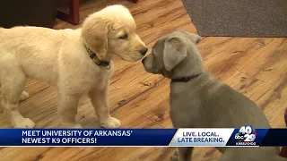 Take a look at the UA’s new bomb-sniffing dogs in training