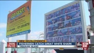 Anglers reel in great white shark off Treasure Island in Gulf of Mexico