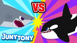 🦈Hiu Putih Besar Lawan Orka🐳 | Hiu Putih Besar vs. Orka | Lagu Hewan | Lagu Anak | JunyTony