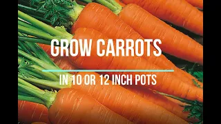 How to grow Carrots in a limited space #patio