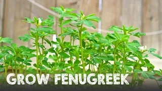 How to Grow Lots of Fenugreek | Methi