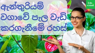 ඇන්තූරියම් වගාවේ පැල වැඩි කරගැනීමේ රහස් | Secrets of growing anthurium plants | Indu flowers