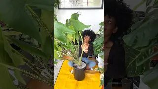 Epic Re-Pot Fail!!!! #plants #plantlover #indoorplants #houseplants #alocasia #alocasiazebrina