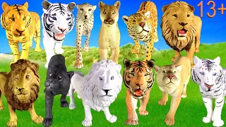 Big Cat Week 2020 - Zoo Animals Tiger, Lion, White Lion, White Tiger, Jaguar, Panther, Cheetah 13+