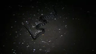 landing Dice Snakes at the Absheron National Park, Caspian Sea, Azerbaijan