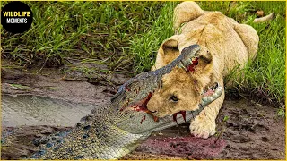 30 Incredible Moments Lion Vs Crocodile Fight To Death