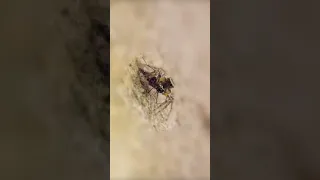 La vida de una araña #shorts