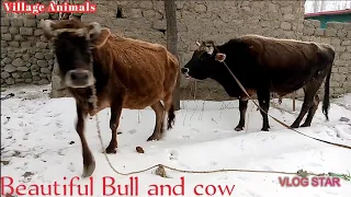 My Beautiful Bull And New Cow ❤️ | Village Animals |