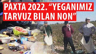 Paxta 2022: “Yeganimiz tarvuz bilan non”