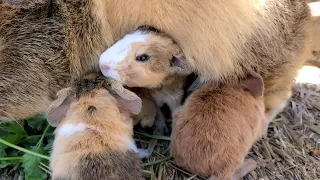 Guinea Pig Babies Babies Babies and More Babies 😍