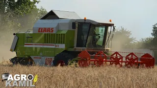 🔥ŻNIWA Z CLAAS'Ą NA 2 KOMBAJNY🔥2x CLAAS 204 MEGA & 108 VX🔥PSZENICA OZIMA & PSZENŻYTO🔥AGRO Kamil🔥