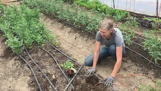 Planting Tomatoes in polytunnel